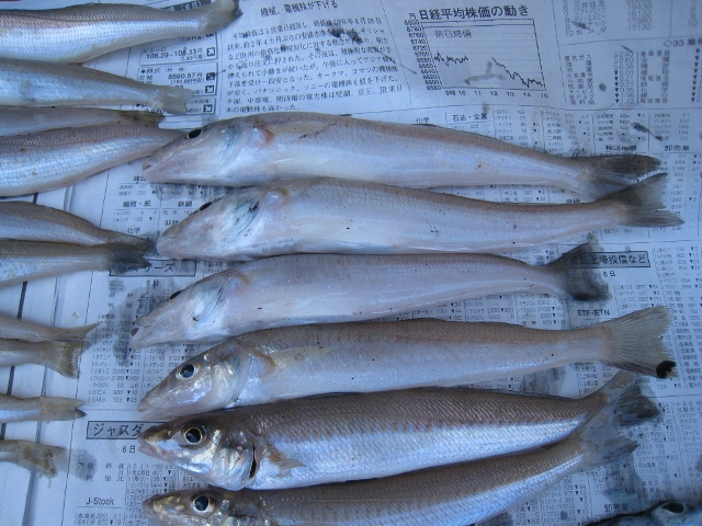 IMG_8530 (640x480).jpg