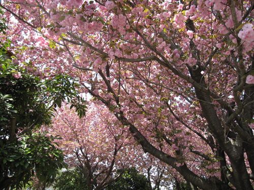 お花見