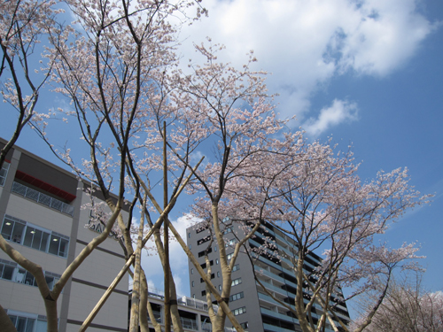 駅前の桜並木