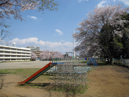 校庭と桜