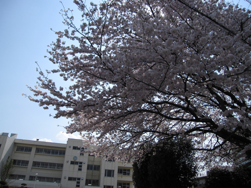 小学校と桜