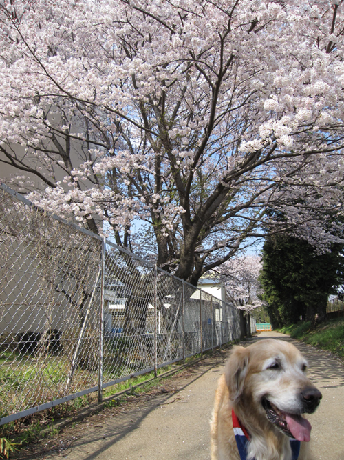 ジュリアと桜