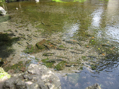 本宮富士浅間神社の湧水