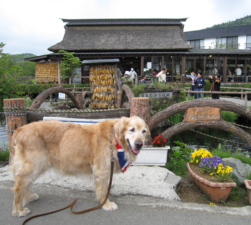 忍野八海とジュリア