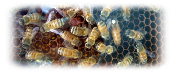 マリア・カラスとスワロフスキーの世界 | S-site Blog. - 楽天ブログ