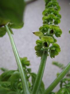 バジル１２月３０日