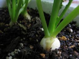 小カブ直径２cm♪　１１月３０日