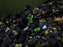 ミニ青梗菜　１月１１日　発芽