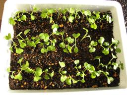 時なし小カブ　10/28