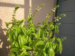 バジル　１２月２日