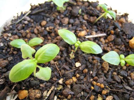 バジル　５月６日