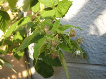 ラズベリー開花してた！　８月８日