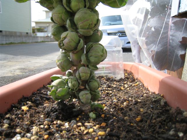 芽キャベツ　３月２日