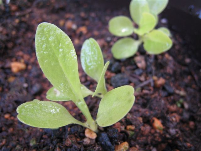 サラダ菜　ちりめんちしゃ　２月１１日