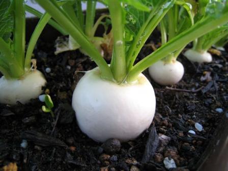 小カブ　６月６日