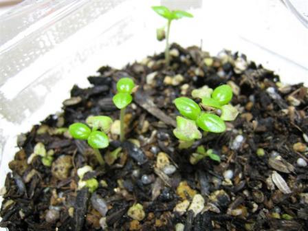 バジル　４月２０日