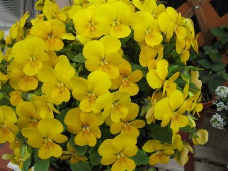 ビオラ　４月１５日