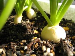 小カブ１２月９日