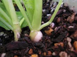 小カブ　１１月２３日