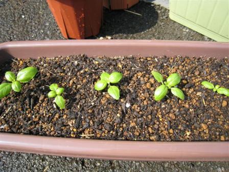 バジルお引越し　５月１８日