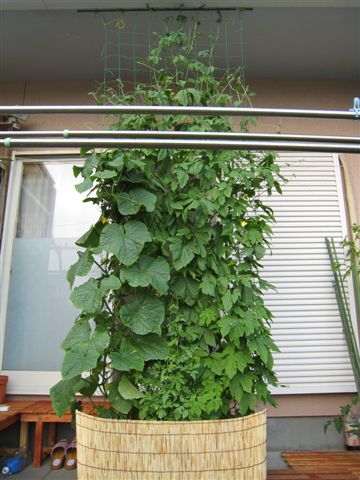 緑のカーテン　７月６日