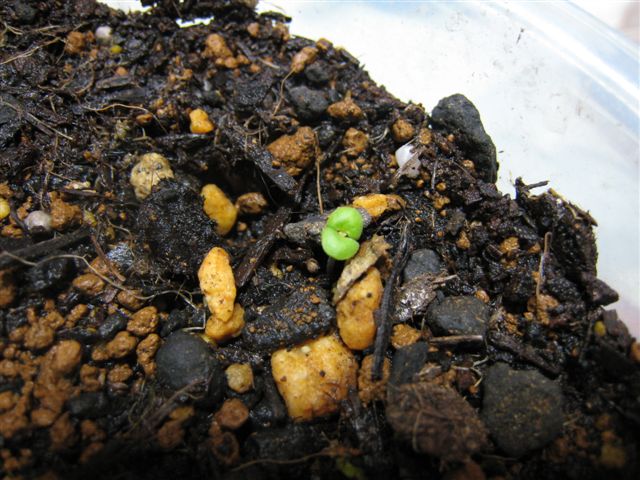 ３月３１日