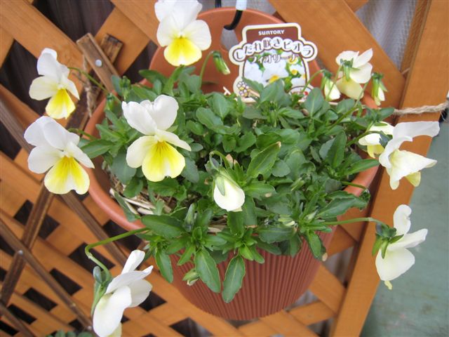 しだれ咲きビオラ　４月１日