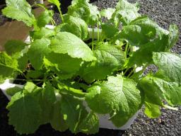 小カブ　１１月１８日