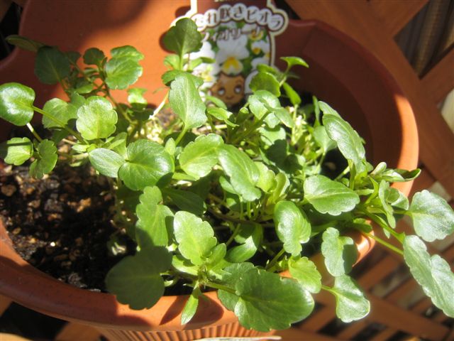 しだれ咲きビオラ