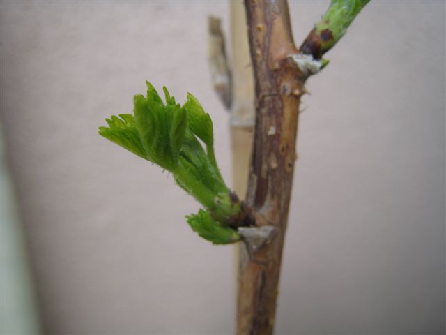 ベリーが萌え～♪　３月１６日