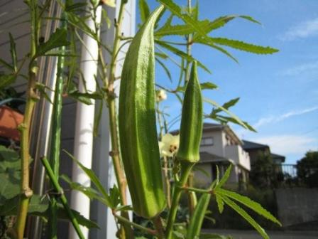 １０月１２日　種オクラ