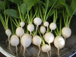 小カブ　１２月２４日