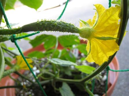 黄色い花たち　６月２４日