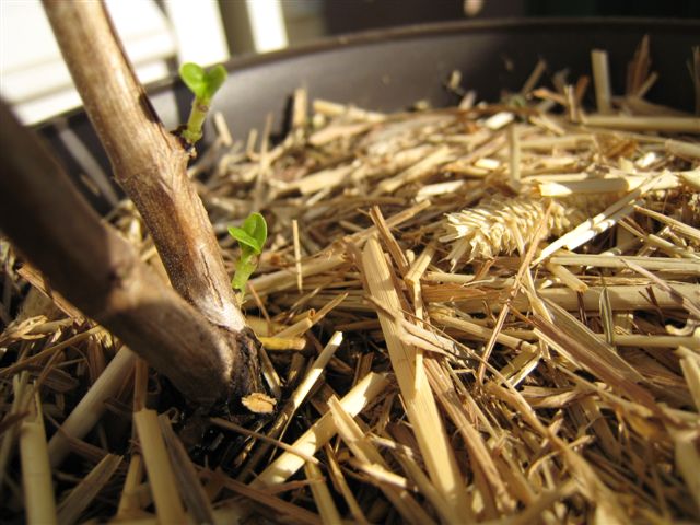 バジル　新芽！？