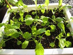 時無し小カブ　１１/４