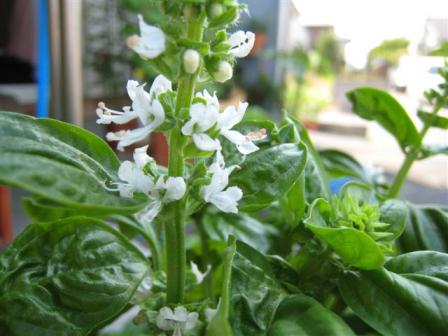 バジル　８月１５日