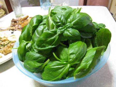 バジル収穫　７月１２日