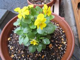 ビオラ　１１/１０