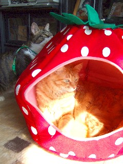 クリいちご後ろにテツ