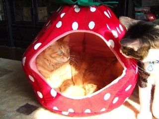 クリいちご覗くテツ