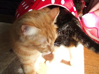 追い出されるクリ