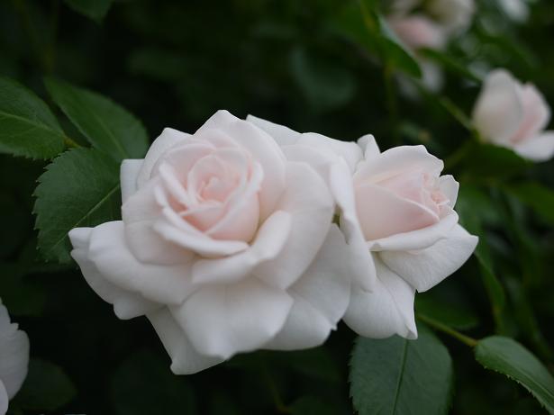 アスピリン ローズ.JPG