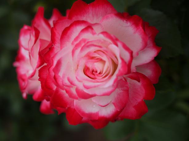 ジョビレ デュ プリンスモナコ .JPG