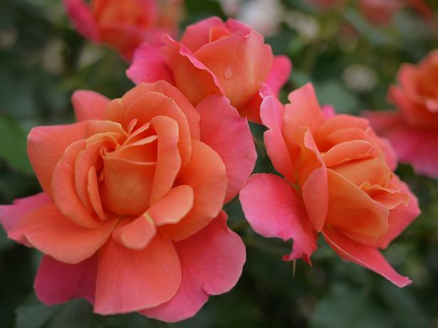 デズニーランド ローズ.JPG