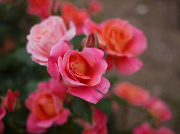 デズニーランド ローズ .JPG