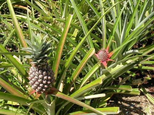 パイアップル