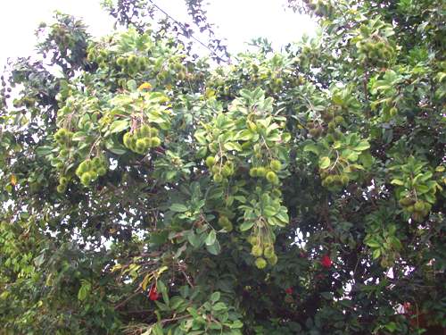 ランブタンの木