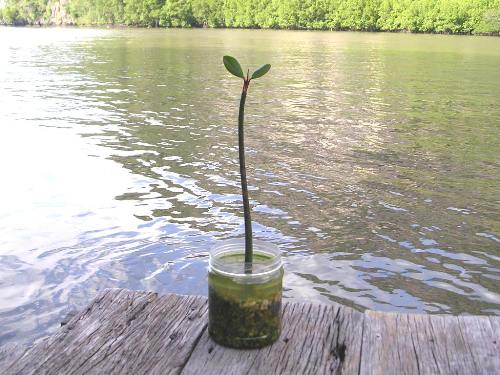 マングローブの種