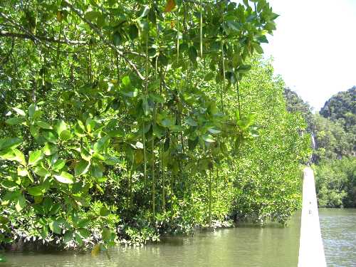 ぶら下げてる種