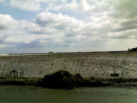 塩害水田